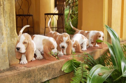 Five basset hound puppies asleep along a step