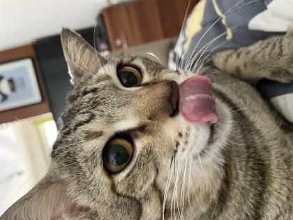 Tofu, a tabby cat, mid-lick with his tongue out